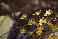 Trichocentrum brachyphyllum
