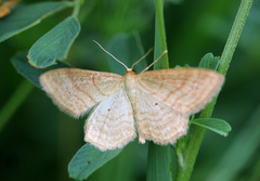 Idaea rufaria