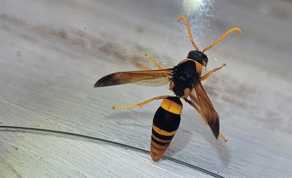 Pseudabispa confusa