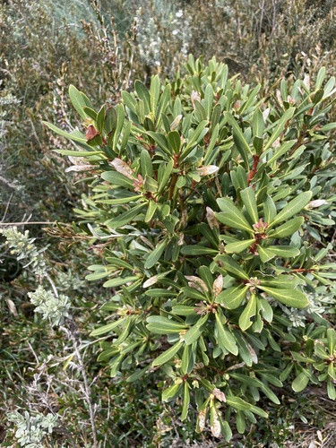 Tasmannia xerophila (Tasmannia xerophila)