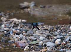 Cynanthus doubledayi