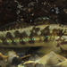Halfbridled Goby - Photo (c) Nick Volpe, some rights reserved (CC BY-NC), uploaded by Nick Volpe