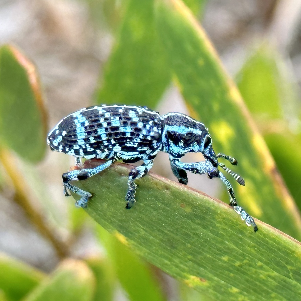 Botany Bay Diamond Weevil from Limeburners Creek National Park ...