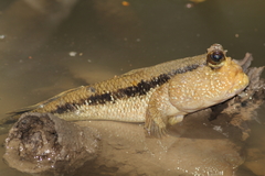 Giant Mudskipper photo 4