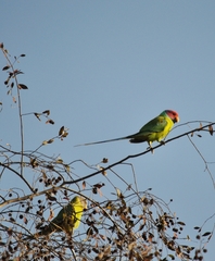 Psittacula cyanocephala