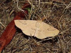 Monoctenia falernaria