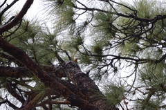 Erithacus rubecula superbus