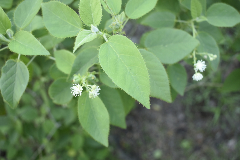 bush croton from Unnamed Road, Qro. on November 7, 2023 at 05:27 PM by ...