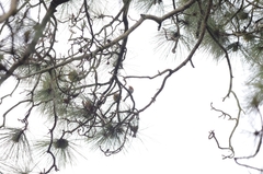 Erithacus rubecula superbus