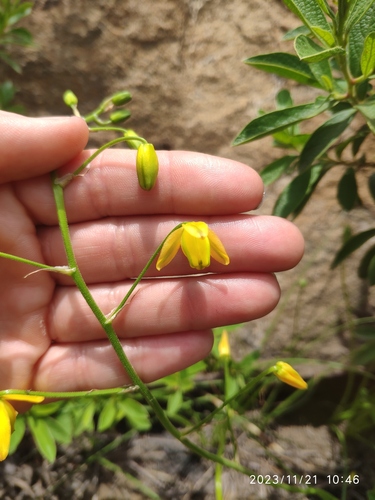 Albuca shawii