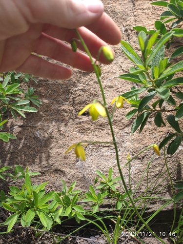 Albuca shawii