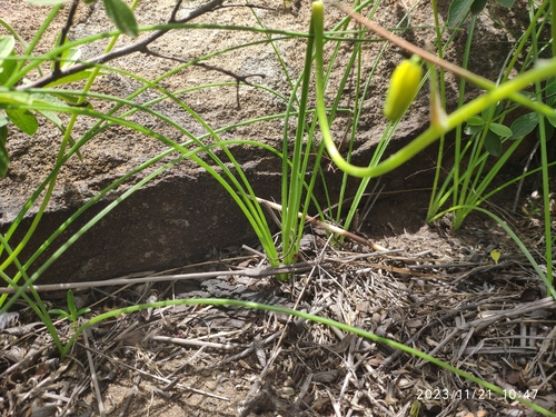 Albuca shawii