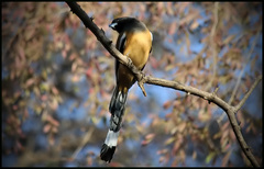 Dendrocitta vagabunda