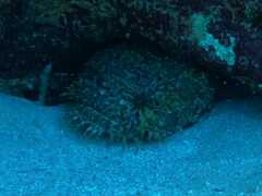Large-Eye Toadfish photo 2