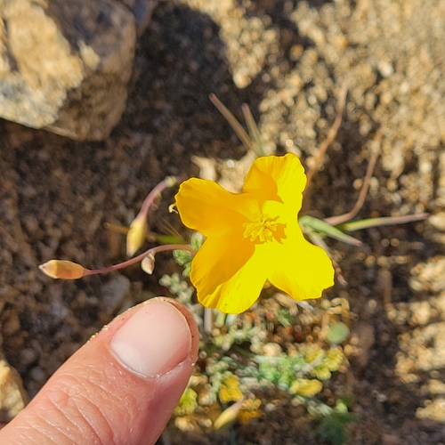 Eschscholzia androuxii (Eschscholzia androuxii)