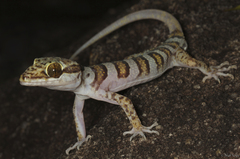 Cooktown Ring-Tailed Gecko photo 1