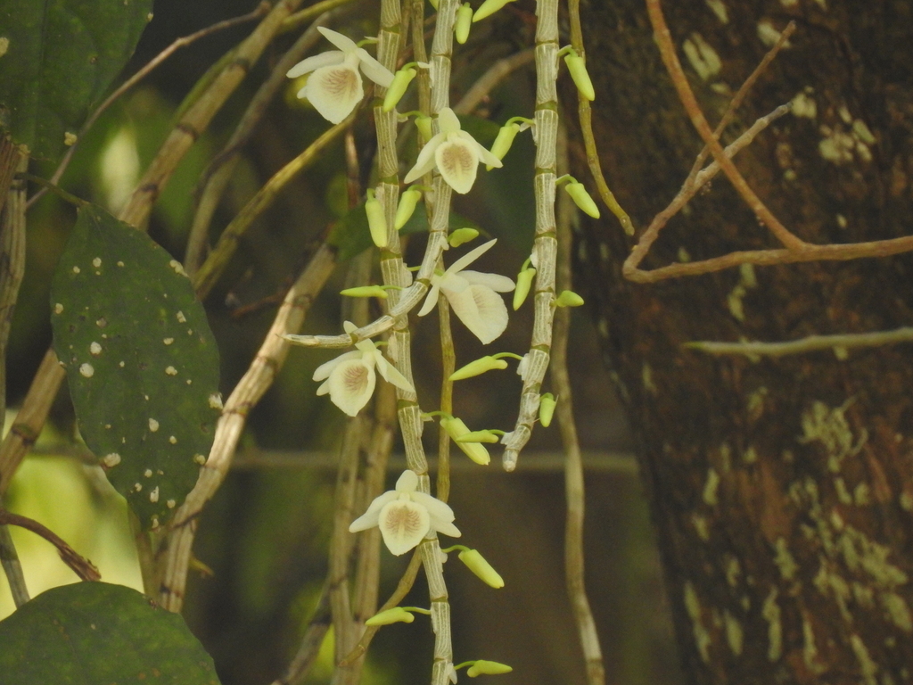 Dendrobium polyanthum Wall. ex Lindl. 3