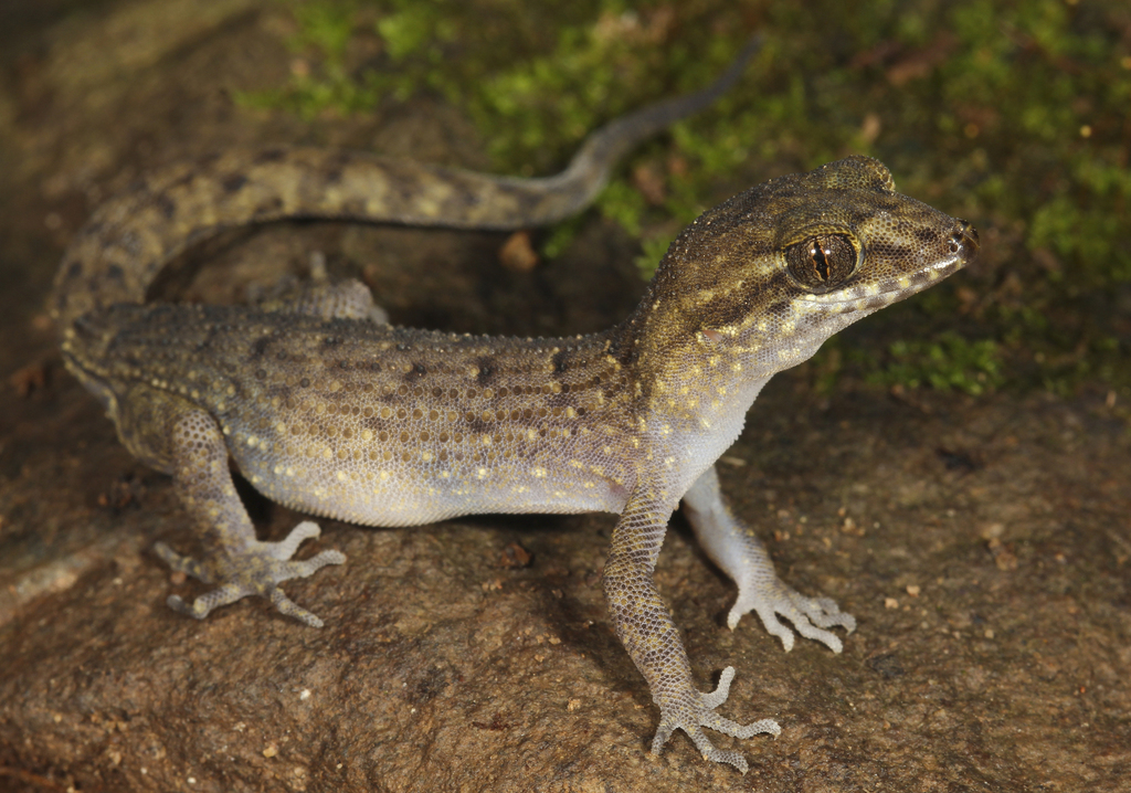 Chevert's Gecko