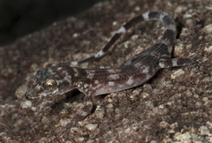 Black Mountain Gecko photo 2