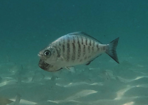 Hyperprosopon argenteum Gibbons, 1854