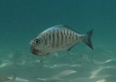 Walleye Surfperch photo 2