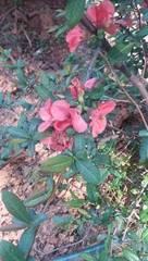 Magnoliopsida