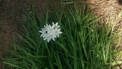 Allium neapolitanum