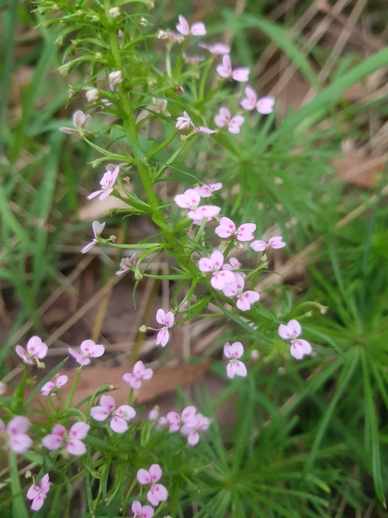 Common Beaked Triggerplant from Porongurup WA 6324, Australia on ...