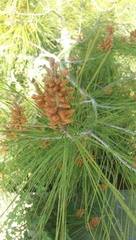 Pinus