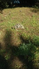 Testudo marginata