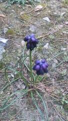 Muscari