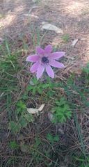 Anemone pavonina