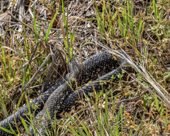 Lampropeltis nigra