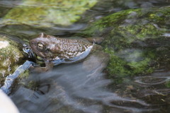 Duttaphrynus dhufarensis