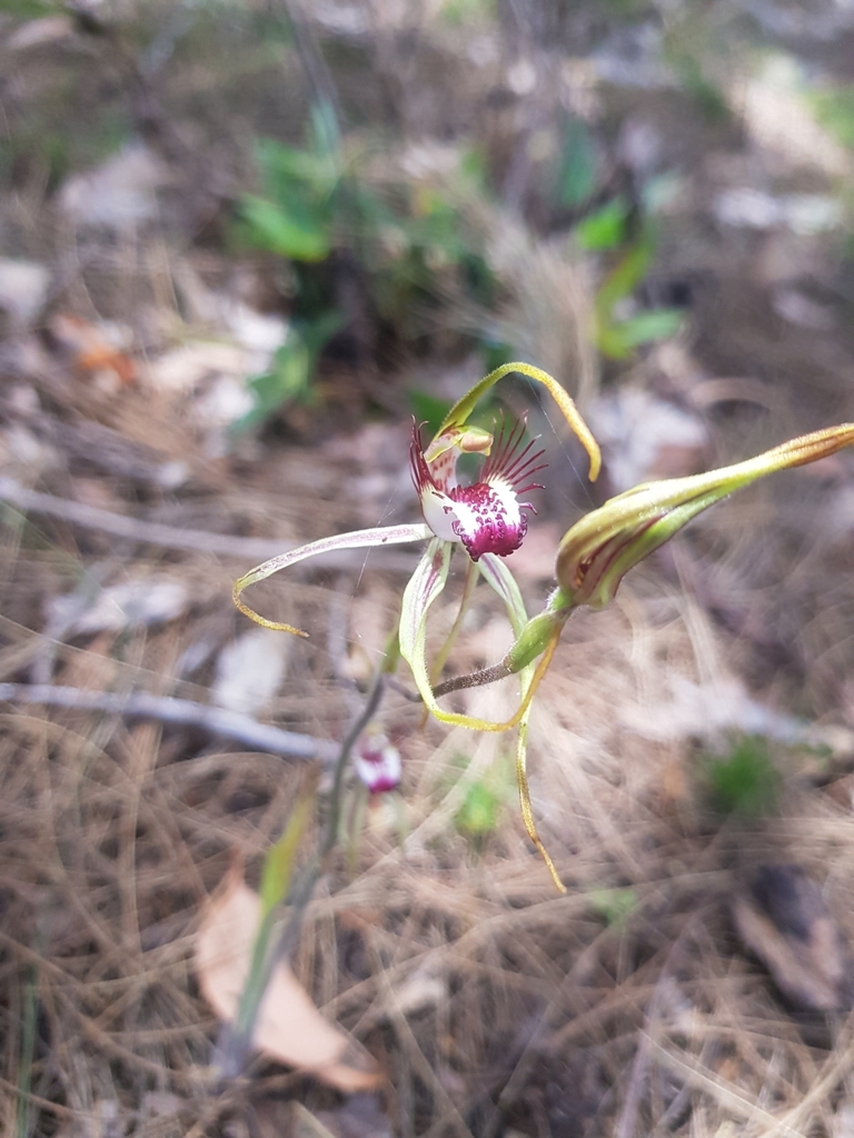 Rare Spider Orchid On November 20 2023 At 1053 Am By Jamie Lee