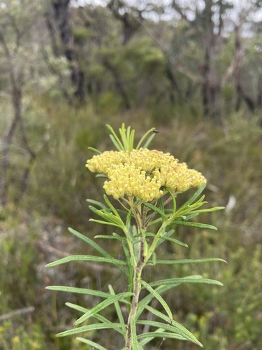 Cassinia aureonitens observed 2023-11-23