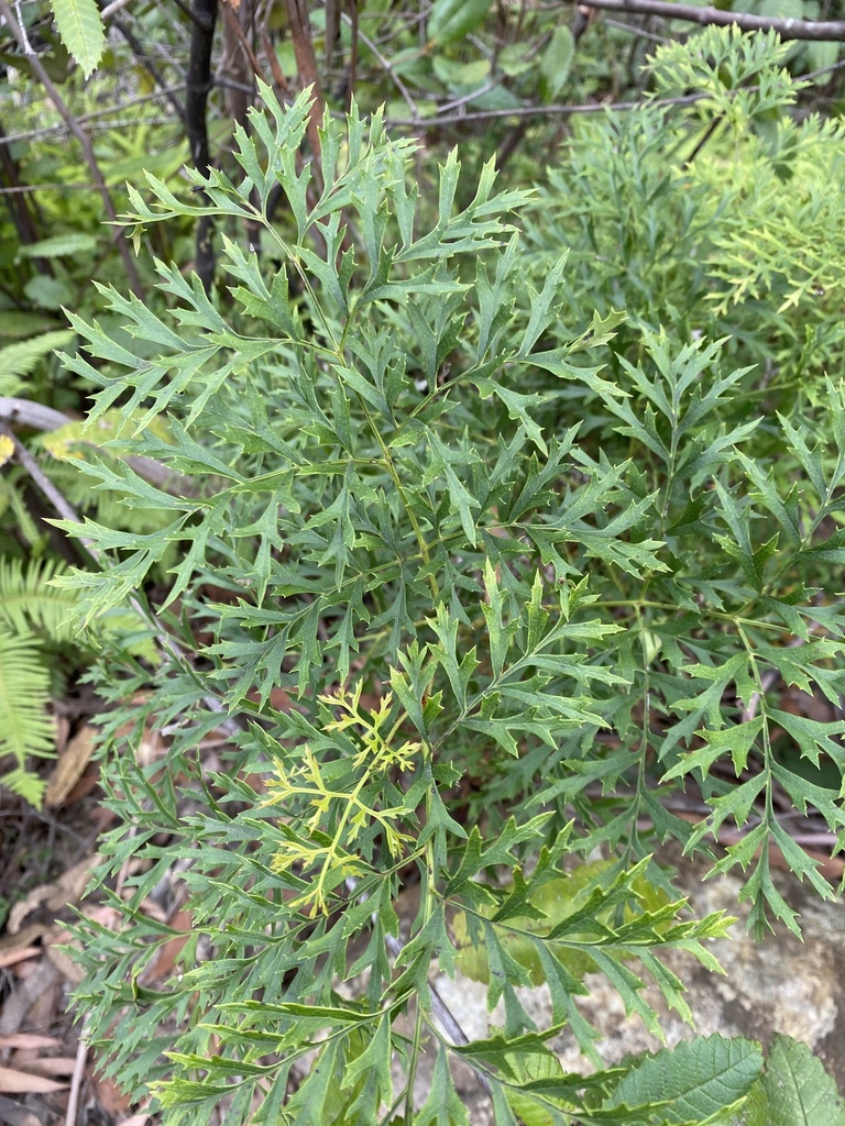 Crinkle Bush from Blue Mountains National Park, Blue Mountains National ...