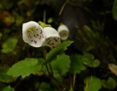 Jovellana repens