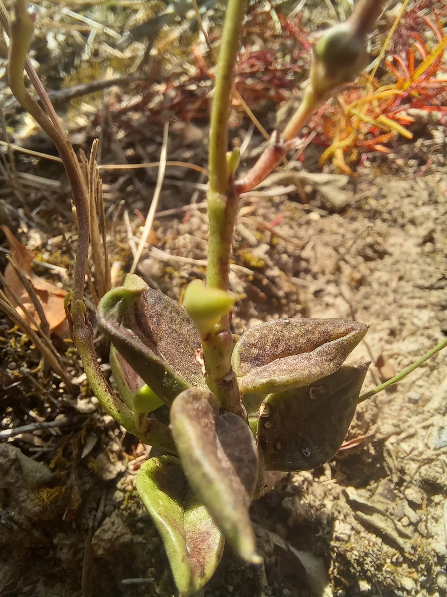 Ceropegia africana