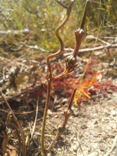 Image of Ceropegia Africana (Ceropegia africana) by (c) kevin koen, some rights reserved (CC BY-SA)