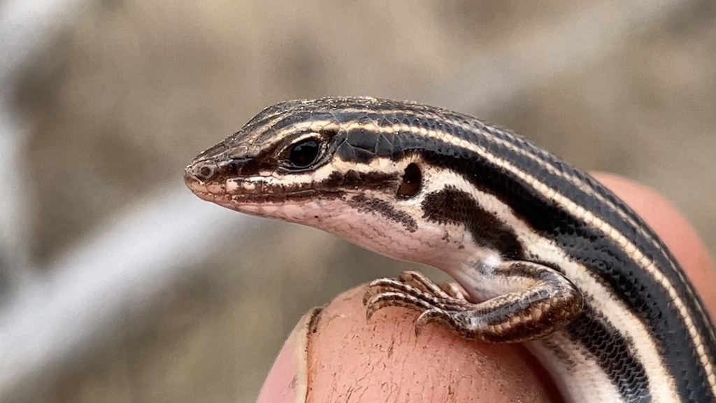 Southern Cape York Fine-Snout Ctenotus