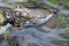 Duttaphrynus dhufarensis
