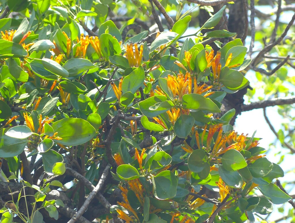 Agelanthus crassifolius
