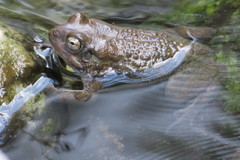 Duttaphrynus dhufarensis