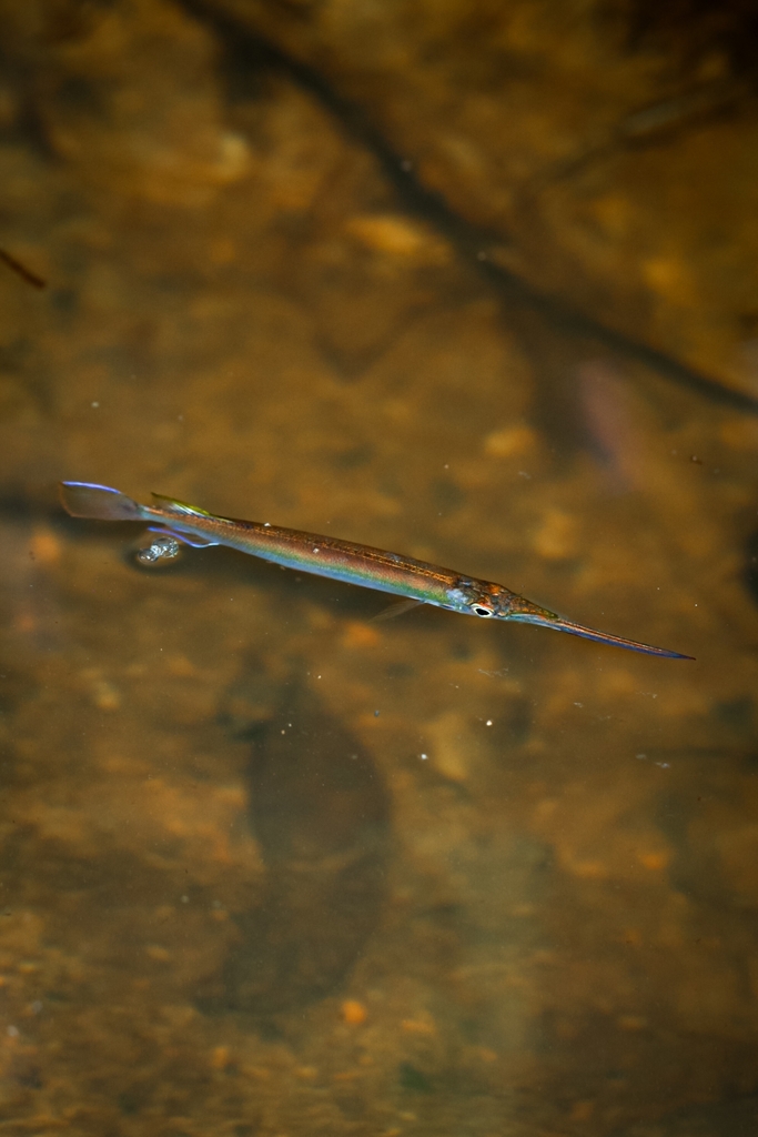 Viviparous Halfbeaks