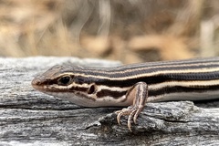 Southern Cape York Fine-Snout Ctenotus photo 2