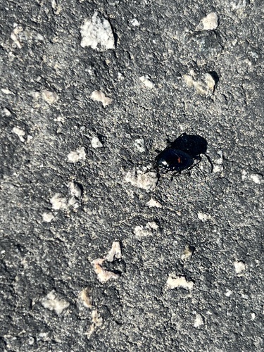iNaturalist observation photo of California Bordered Plant Bug