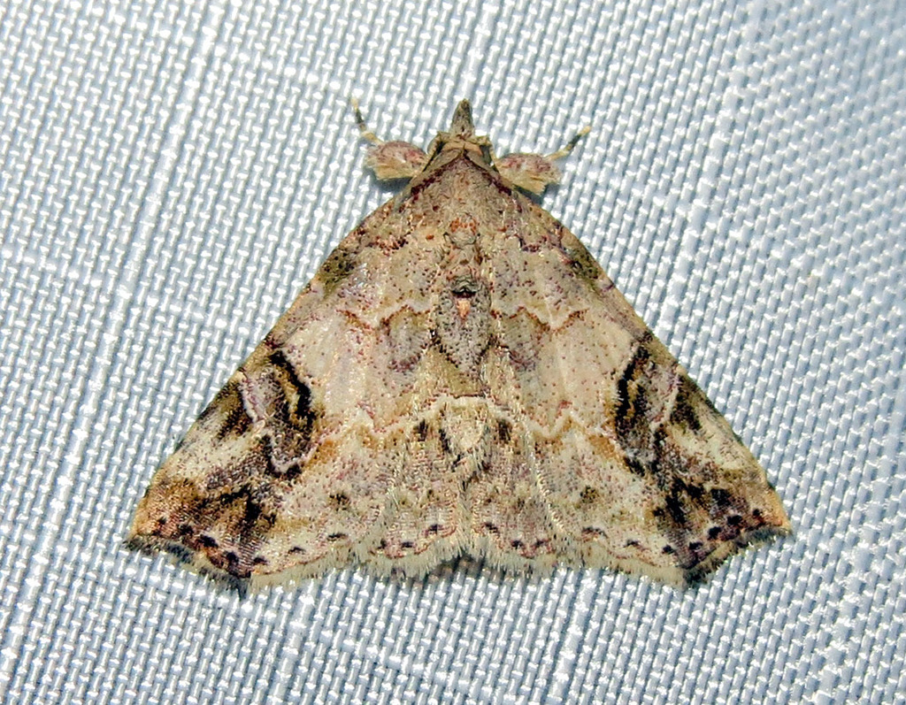 Tipasa