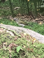 Saltator striatipectus