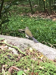 Saltator striatipectus